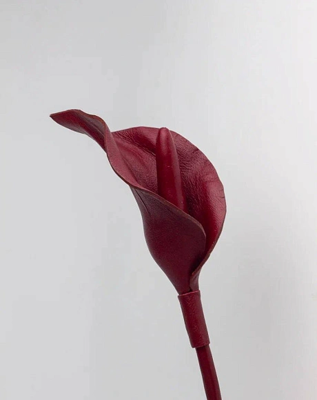 Калла "Адам", бургунди