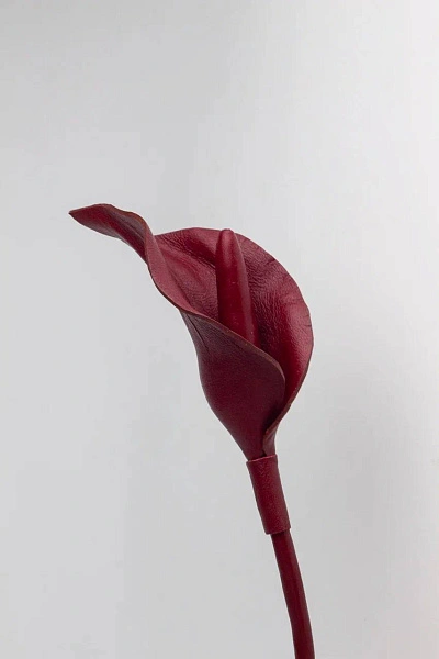 Калла "Адам", бургунди