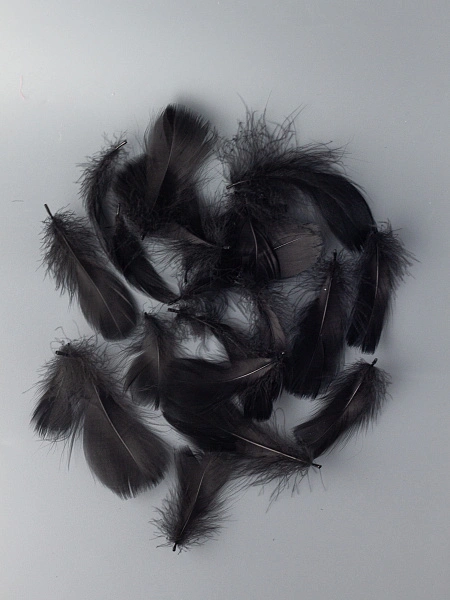 Перья гусиные мягкие 20 шт, чёрные